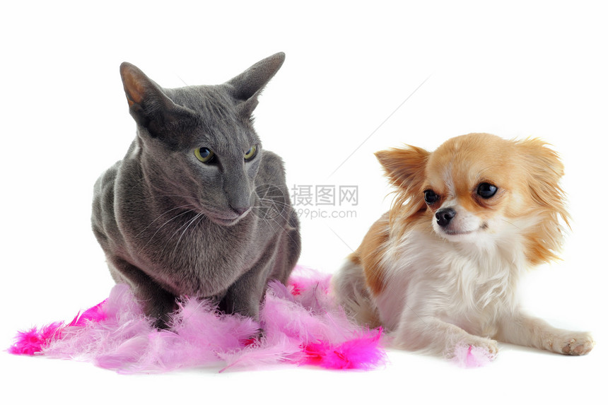东方猫和吉华花工作室羽毛宠物友谊白色动物小猫短发棕色粉色图片