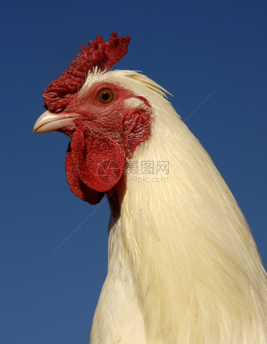 白公鸡农场小鸡梳子白色蓝色红色天空羽毛家禽乡村图片
