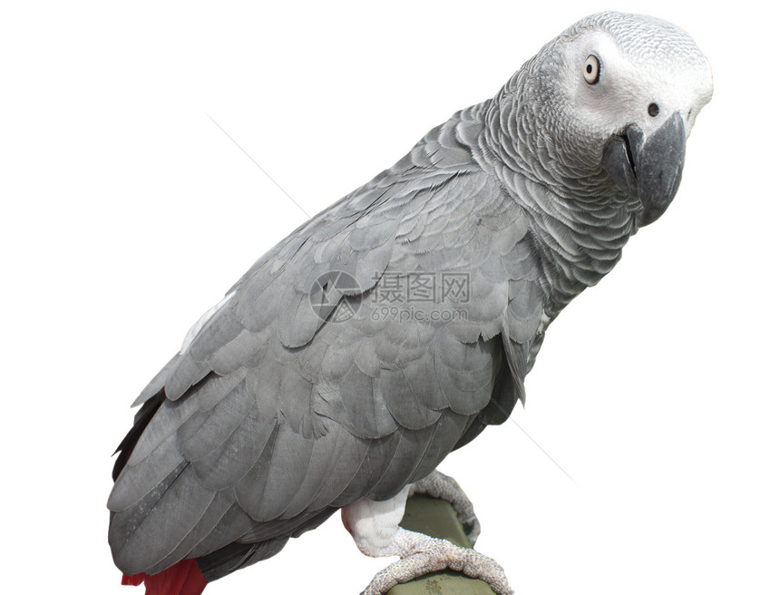 非洲灰色鹦鹉房子说话尾巴异国翅膀热带动物红色讲话眼睛图片