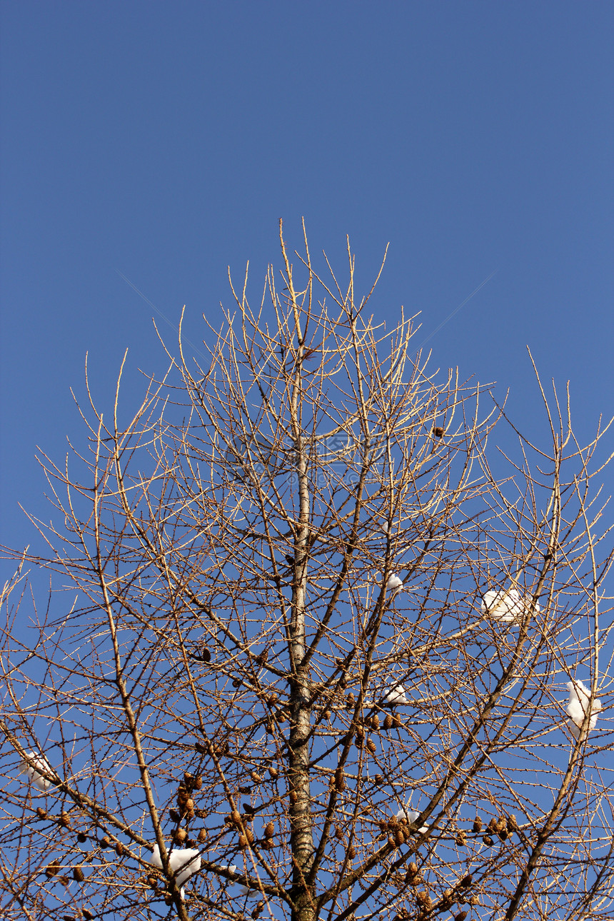 无叶树生活叶子锥体松果云杉季节松树针叶树生长种子图片