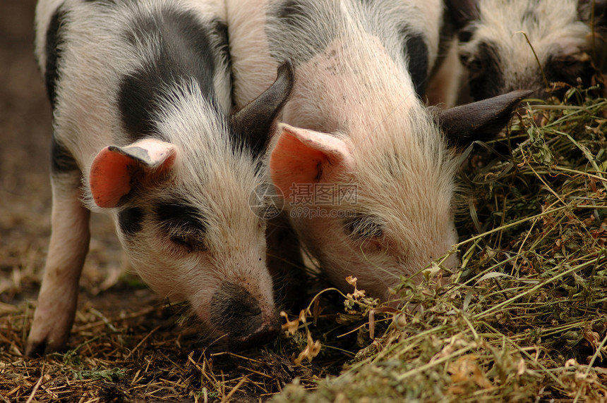 猪头粉色动物黑色图片
