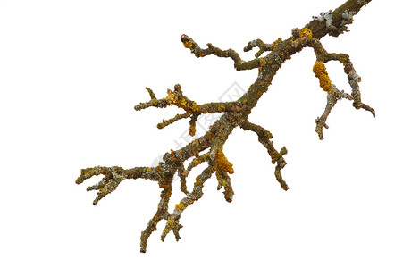 一棵树的分支寄生虫苔藓白色荒野背景图片