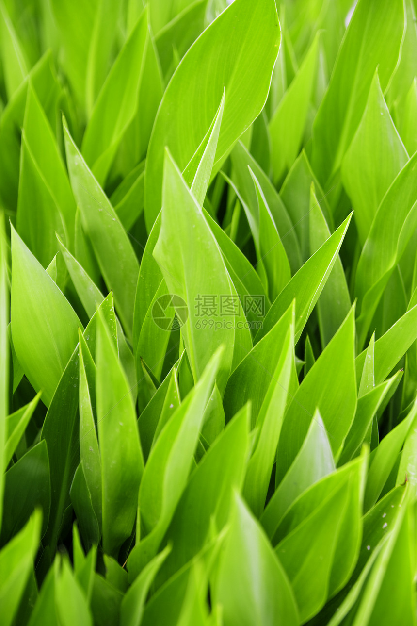 明亮的绿色多汁植物叶图片