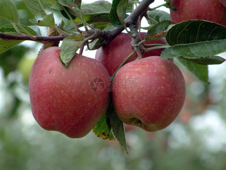 红苹果果汁水果营养小吃素食者红色花园食物饮食活力图片