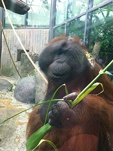 奥兰古人哺乳动物动物园竹子动物背景图片