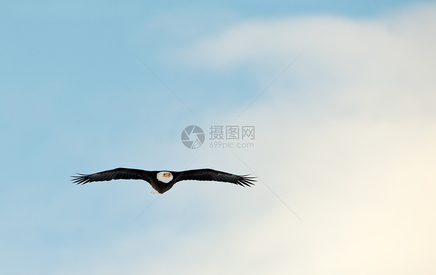 飞秃鹰动物群飞行羽毛蓝色天空航班生物翅膀国家鸟类图片