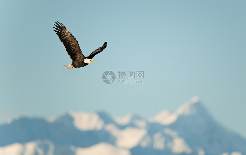在雪覆盖的山上飞鹰荒野鸟类学生物山脉海藻旅行翅膀野生动物羽毛动物群图片