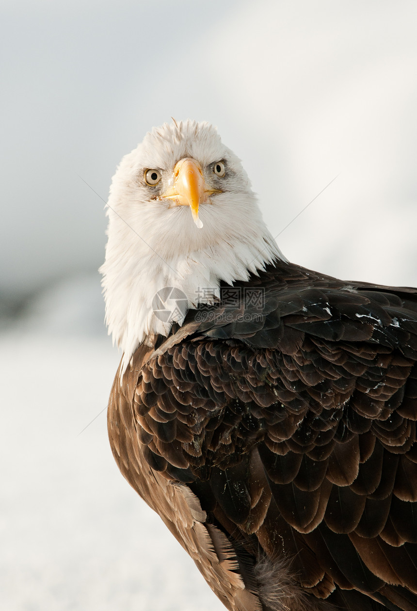近距离接近秃鹰的肖像国家动物群野生动物濒危羽毛鸟类翅膀海藻荒野季节图片