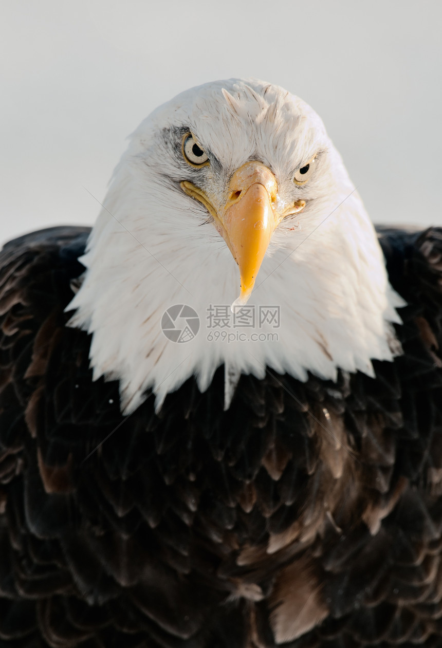 近距离接近秃鹰的肖像翅膀鸟类国家濒危自由羽毛停留海藻野生动物眼睛图片