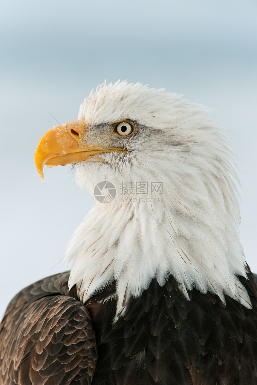 近距离接近秃鹰的肖像濒危停留荒野海藻野生动物眼睛自由国家翅膀羽毛图片