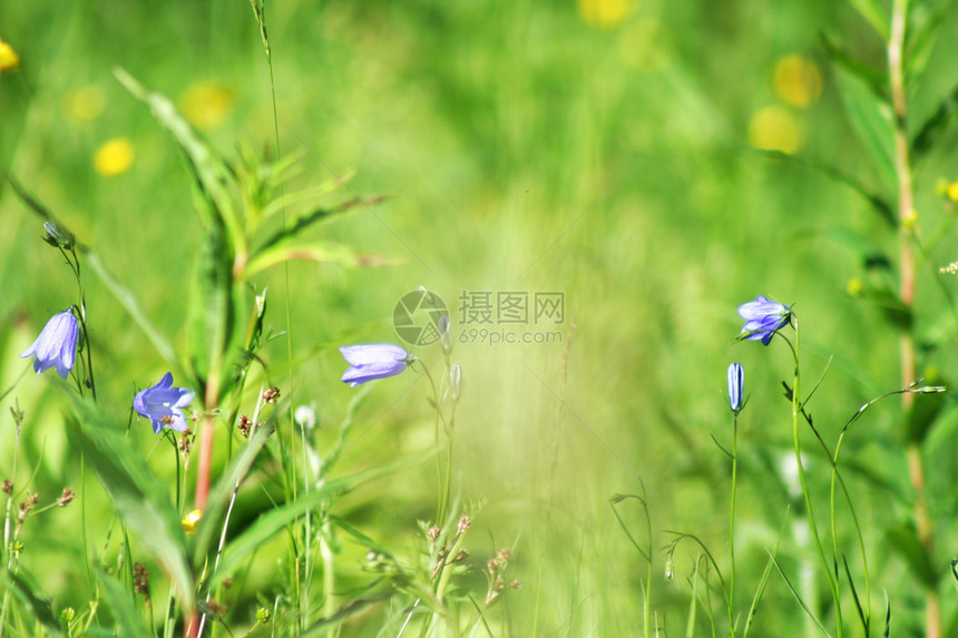 铃花朵场地草地图片