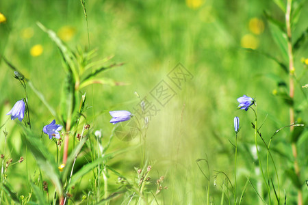 铃花朵场地草地背景图片