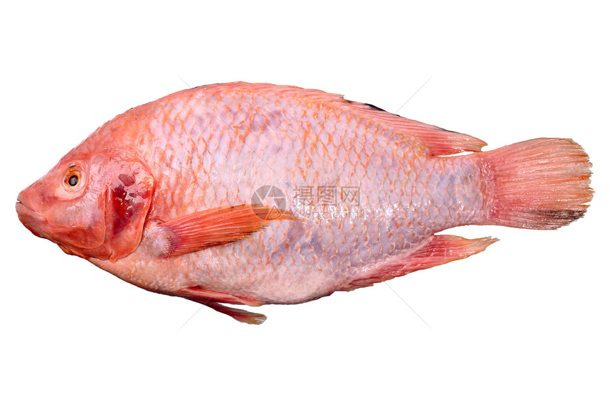 红鱼鲷鱼盐水钓鱼眼睛市场食物生活海鲜工作室团体图片