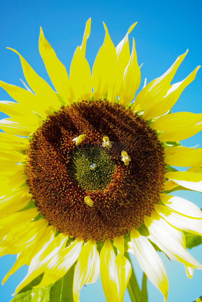 有蜜蜂的农场向日葵太阳生长草地地球种子季节晴天环境花园文化图片