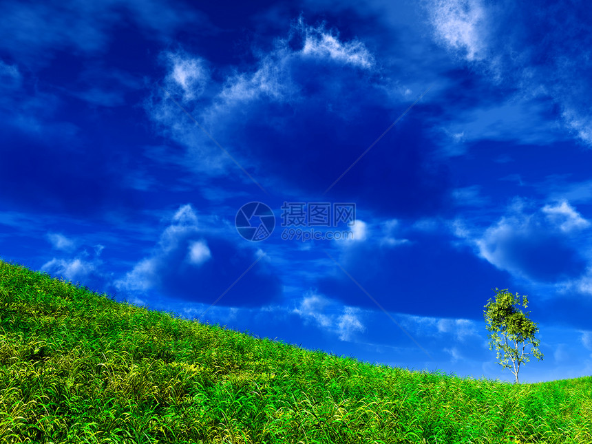 孤单的站立树蓝色全景阳光天空叶子活力环境土地草地寂寞图片