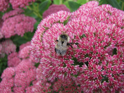 花朵上的蜜蜂昆虫花蜜背景图片