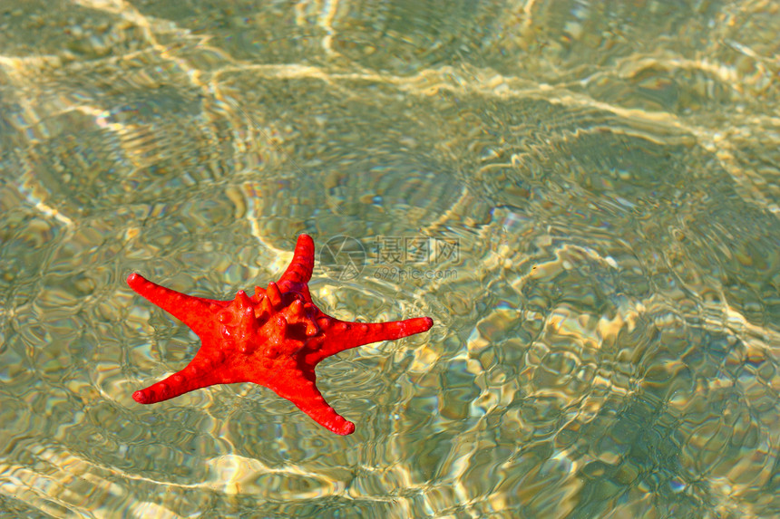 红海星红色海浪海滩海洋海岸动物海滨生活图片