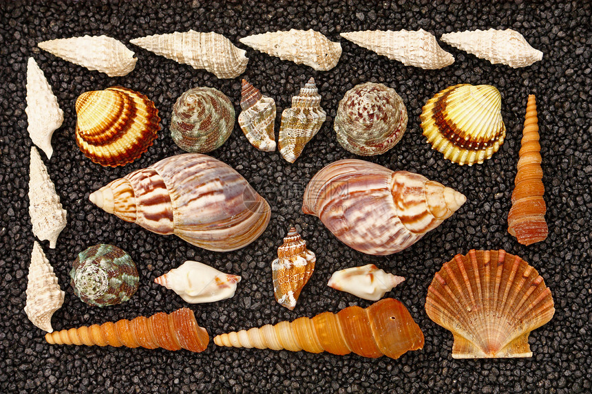 贝壳黑色热带海洋生物石头动物生活海洋生物软体纪念品图片