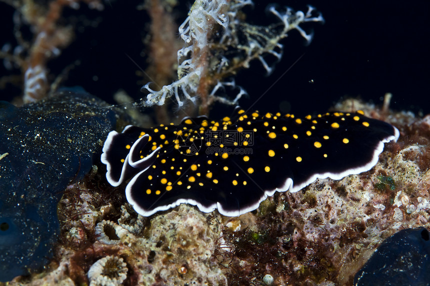 红海的金点尖扁虫异国珊瑚热带荒野学校海洋海景野生动物射线环境图片