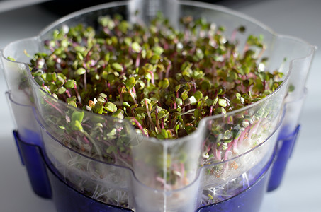 芽叶子蔬菜绿色食物白色营养火箭种子植物豆芽高清图片
