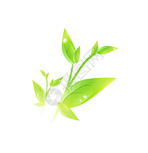 豌豆芽绿芽生态绿色生物生长植物群发芽环境叶子植物学植物插画