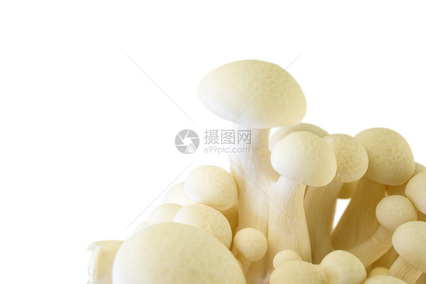白白色Shimeji营养素菌类营养工作室孢子美味美食宏观山毛榉食物图片