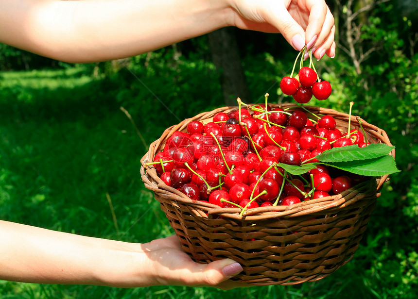 妇女手中握着立普樱桃篮子桌布甜点食物女士叶子水果保健框架药品市场图片