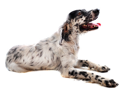英语设置器二传手宠物白色工作室动物猎狗犬类背景图片