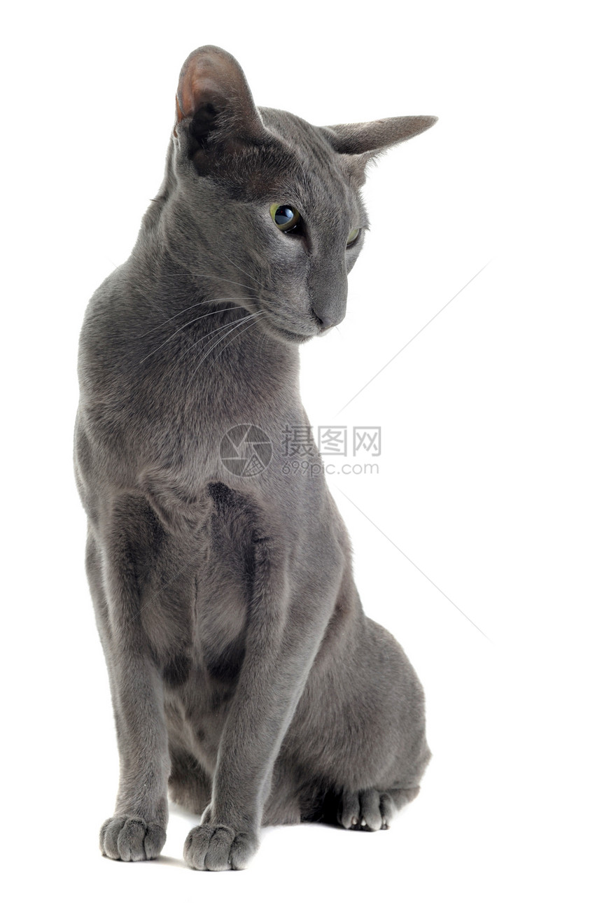 灰东方猫宠物短发工作室白色灰色动物图片