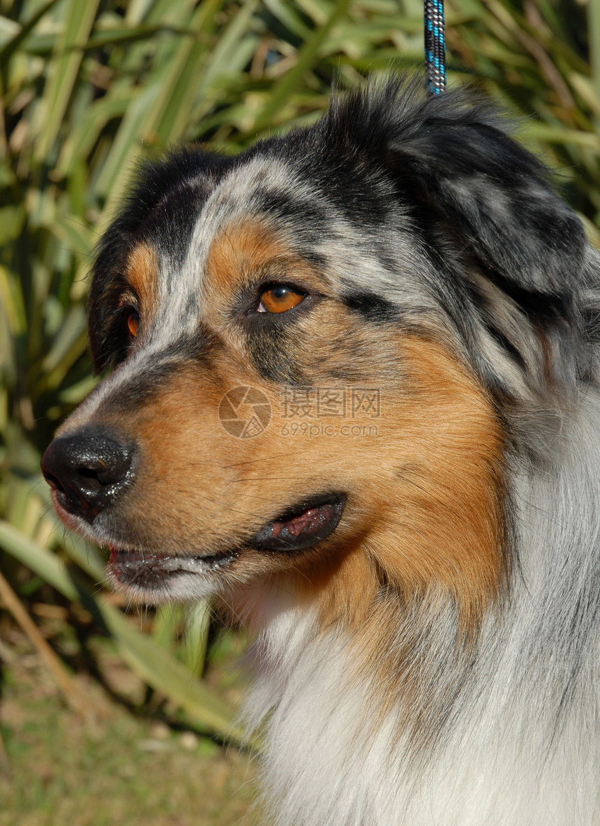 澳大利亚牧羊人场地动物宠物棕色小狗犬类图片