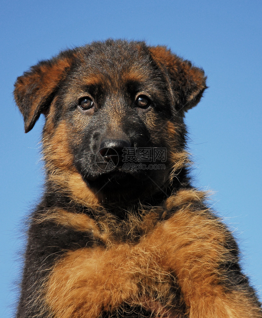小狗德国牧羊人天空犬类牧羊犬宠物忠诚蓝色动物图片