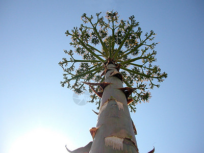 阿加韦美式花朵背景图片