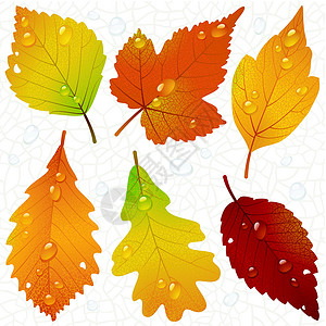 榆树叶子矢量秋叶和无缝血管背景插画