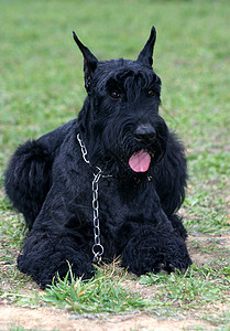 里森施纳泽黑色动物犬类场地植物宠物高清图片