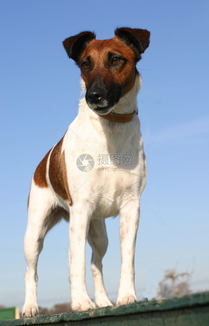 光滑狐熊猎人鼻子天空打猎蓝色朋友猎犬伴侣宠物牙齿图片