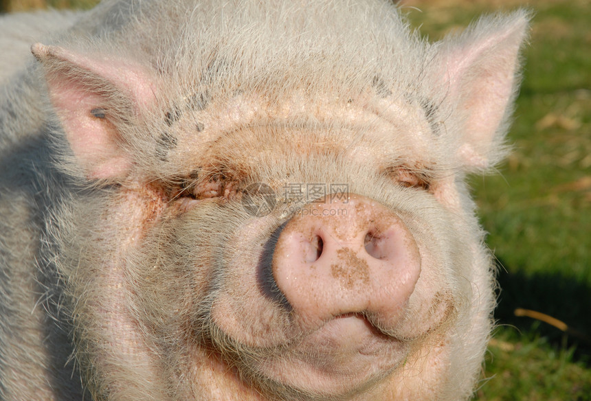 粉红猪小猪水平哺乳动物农场家畜鼻子图片