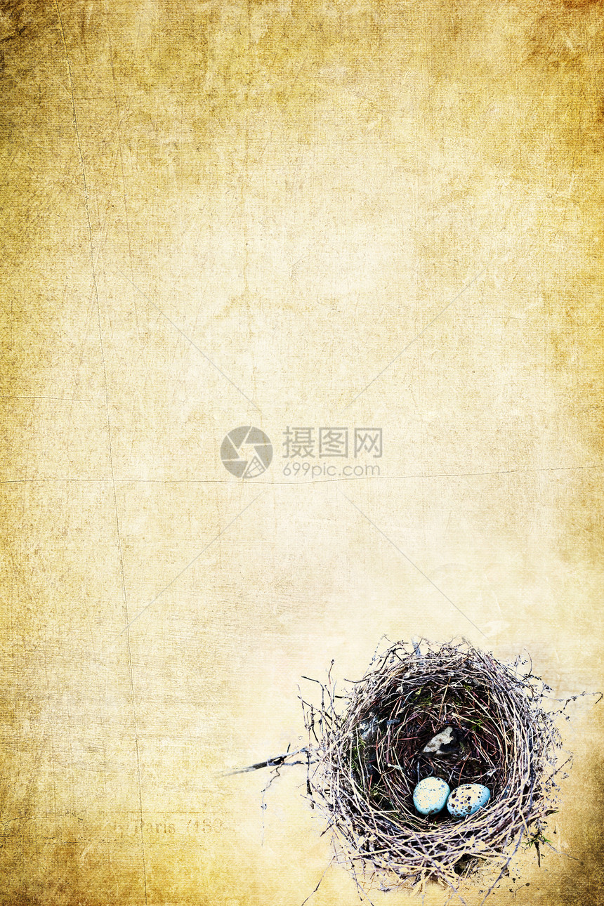 鸟巢金子棕色照片艺术性鸟蛋概念斑点插图褪色树枝图片