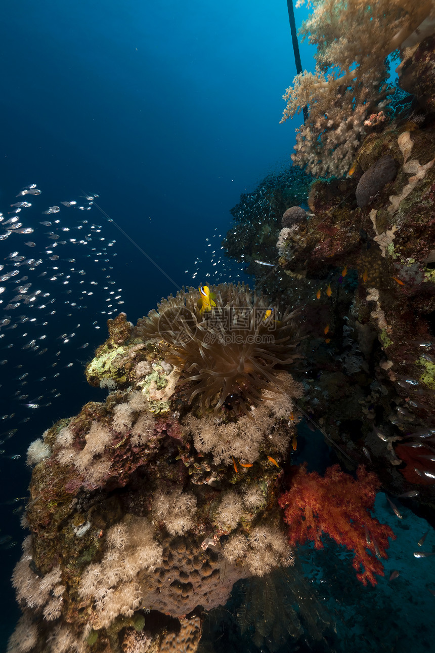 红海的玻璃鱼和珊瑚阳光情调太阳黑子环境学校野生动物异国热带盐水图片