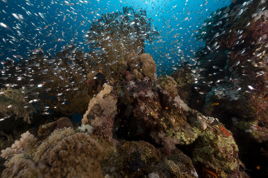 红海的玻璃鱼和珊瑚殖民地学校黑子射线环境荒野盐水太阳阳光情调图片