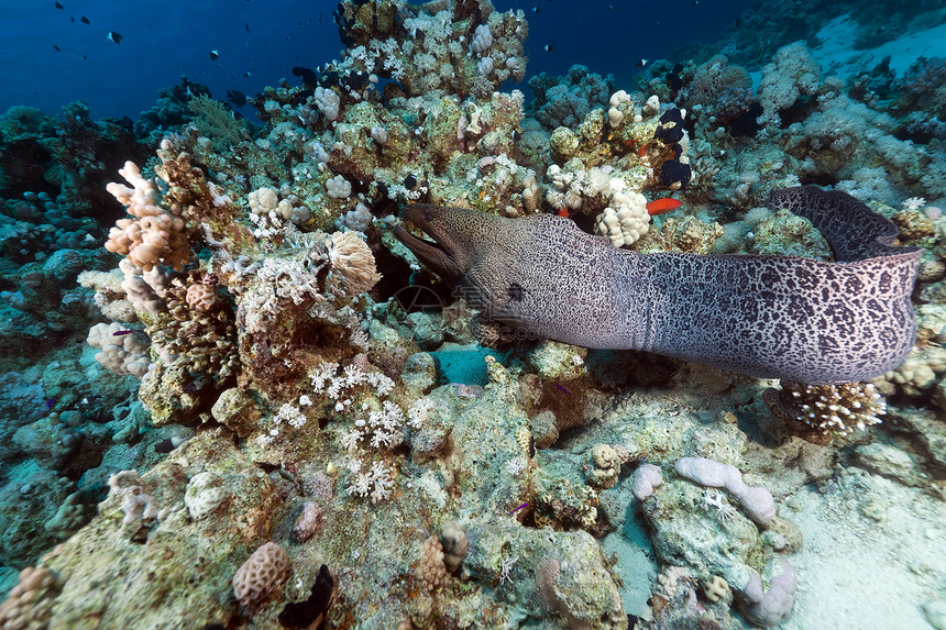 红海的巨型摩瑞免费游泳蓝色学校情调阳光黑子野生动物异国海景环境珊瑚图片