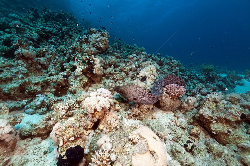 红海的巨型摩瑞免费游泳殖民地学校海景太阳热带荒野珊瑚射线野生动物异国图片