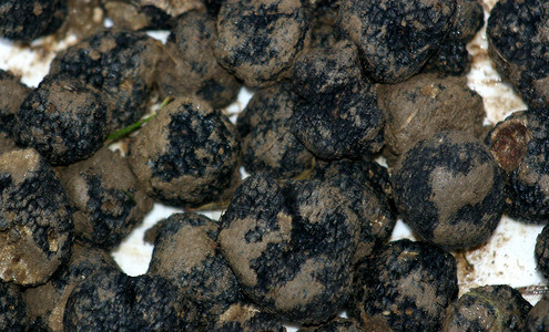 松露食物奢华美食家盒子美食黑孢食用菌块茎黑色背景图片