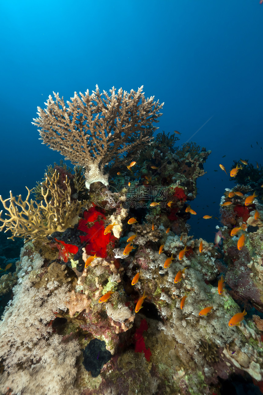 红海的阿科波拉盐水殖民地海景野生动物环境珊瑚黑子鹿角热带情调图片