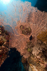 太阳黑子红海的海风扇异国环境阳光荒野珊瑚黑子情调蓝色殖民地海洋背景
