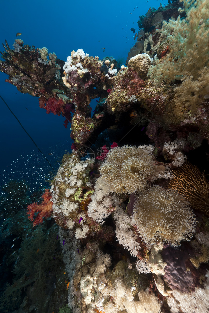 红海的鱼和珊瑚射线殖民地环境蓝色热带野生动物异国情调黑子阳光图片