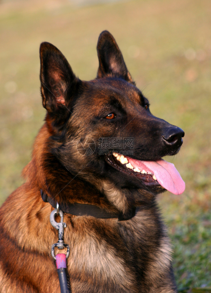 马里动物宠物棕色警觉牧羊人犬类警犬图片