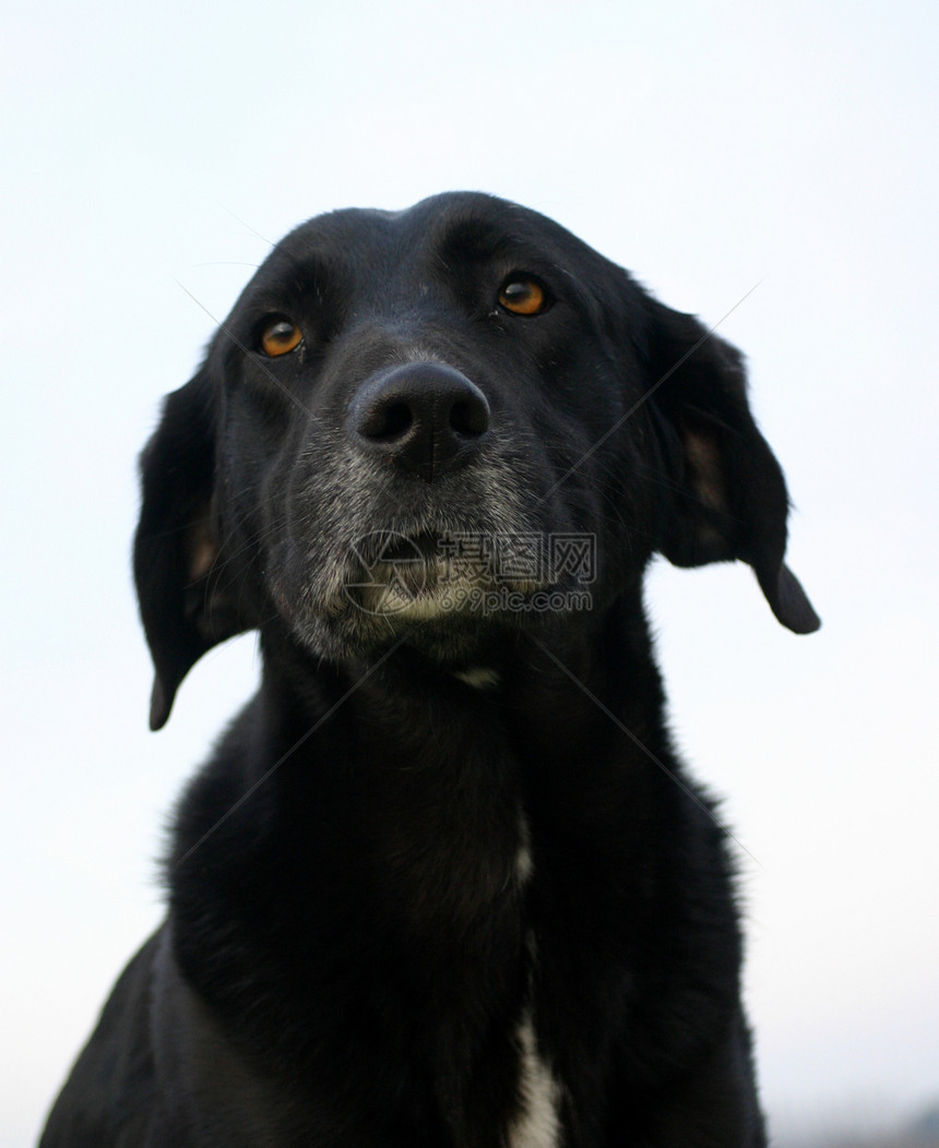 旧的拉布拉多检索器动物宠物犬类黑色工作室图片