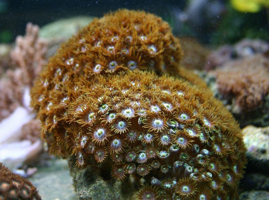 硬珊瑚鱼缸息肉角孔海上生活动物图片