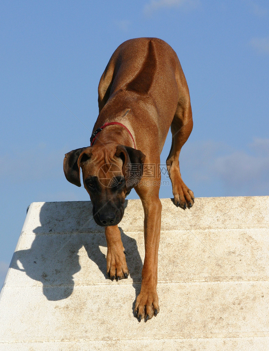 rhodesian 山脊背脊眼睛警卫动物宠物猎狗蓝色衣领伴侣犬类天空图片