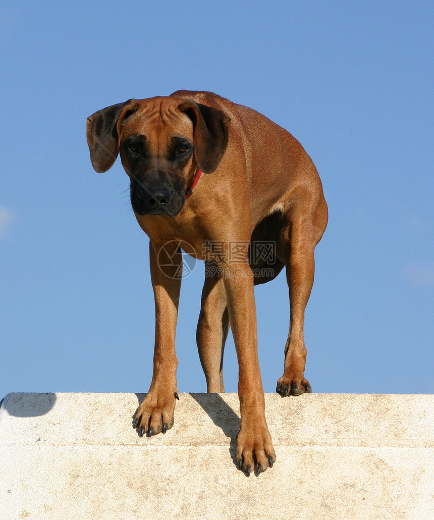 rhodesian 山脊背脊警卫宠物衣领犬类蓝色猎狗伴侣天空眼睛棕色图片